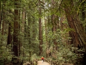 Muir Woods National Monument