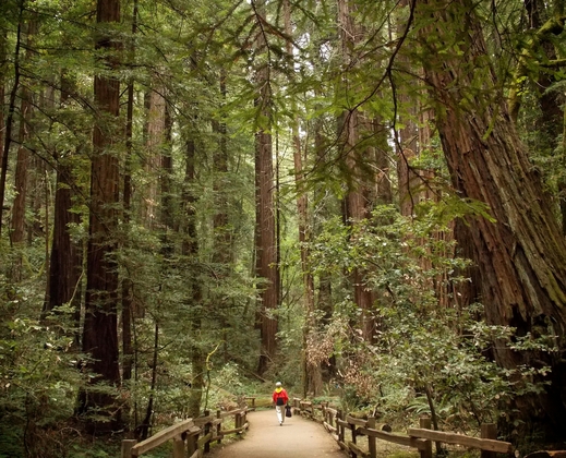 Muir Woods National Monument