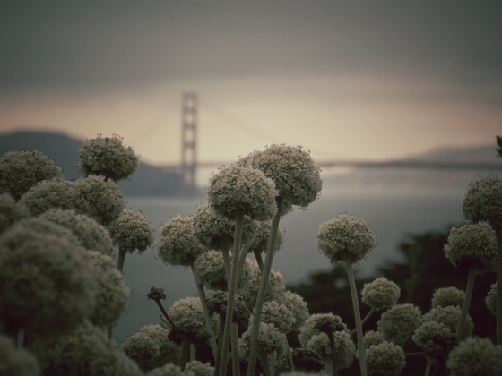 Lands End, San Francisco