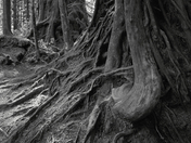 Olympic National Park
