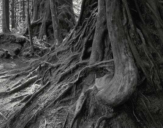 Olympic National Park