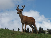 Olympic National Park