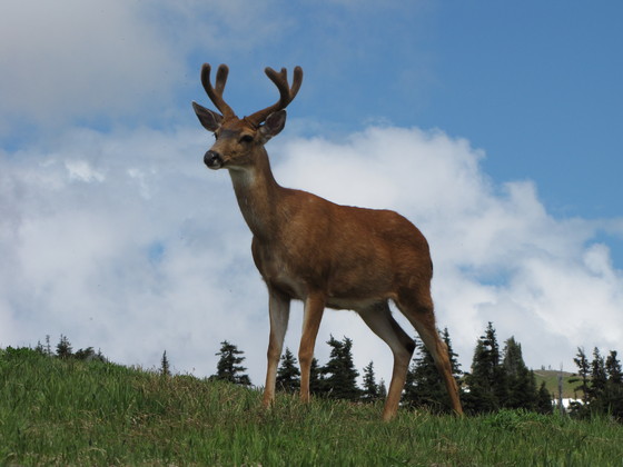 Olympic National Park