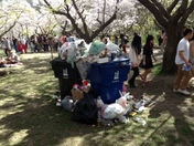 Remnants of the Cherry Blossoms