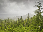 Tongass National Forest