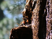 Giant Sequoia National Monument