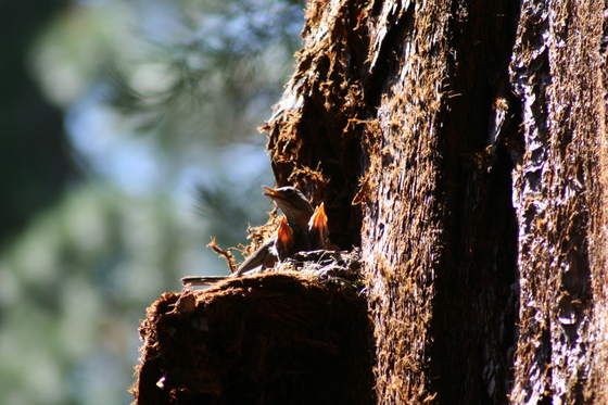 Giant Sequoia National Monument