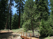 Giant Sequoia National Monument
