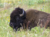 National Bison Range