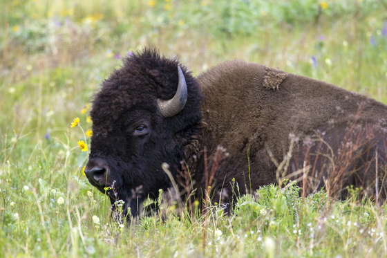 National Bison Range