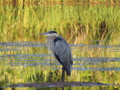 Wichita Mountains Wildlife Refuge