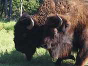 Wichita Mountains Wildlife Refuge