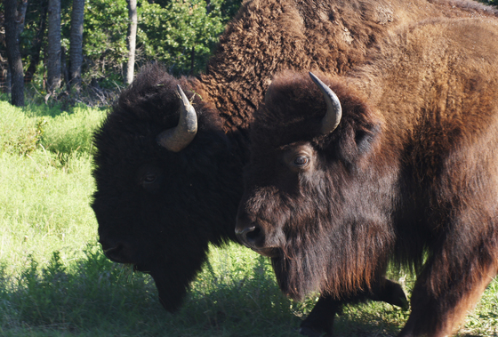 Wichita Mountains Wildlife Refuge