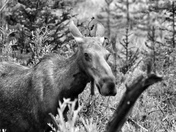 Rocky Mountain National Park