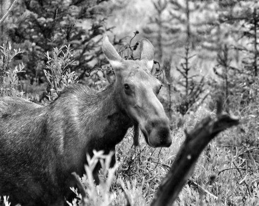 Rocky Mountain National Park