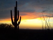 Saguaro National Park