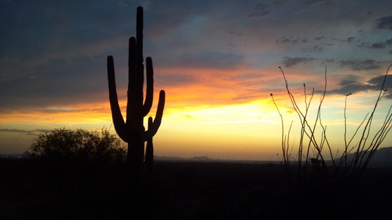 Saguaro National Park