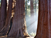 Kings Canyon National Park