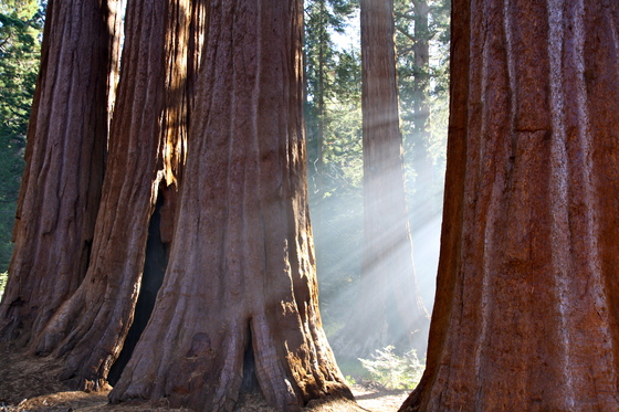 Kings Canyon National Park