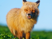 Smiling Fox