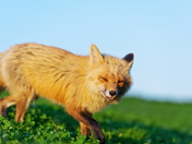 Smiling Fox