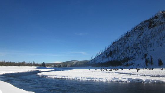 Yellowstone 