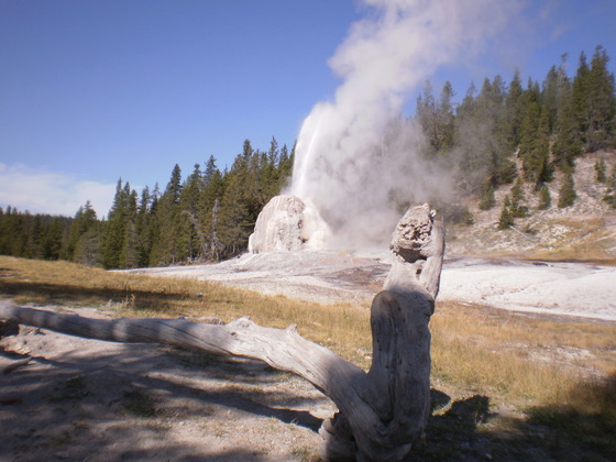 Yellowstone NP