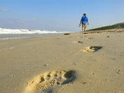 Canaveral National Seashore