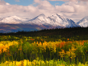 Denali National Park