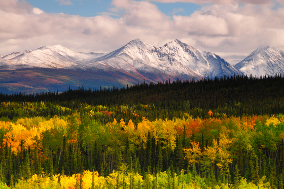 Denali National Park