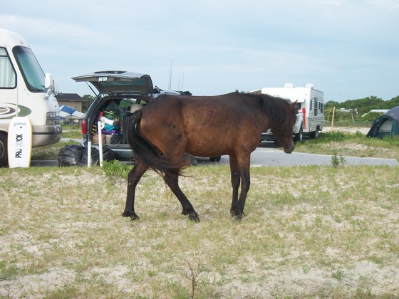 Assateague National Park