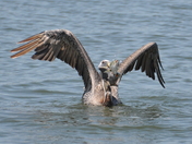 Cape Hatteras National Seashore