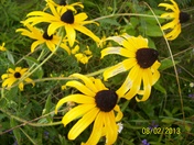 Blackeye Susans along Highway 518 Orrville