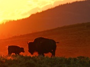 Yellowstone
