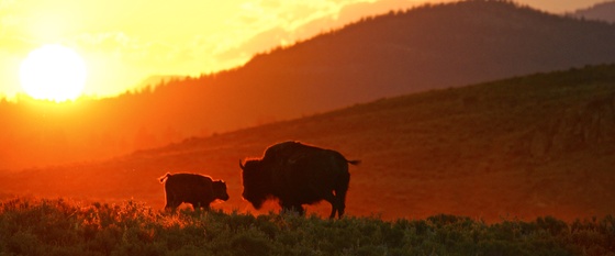 Yellowstone