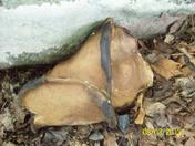 Fungi off Duck lake Orrville Ont.