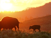 Yellowstone