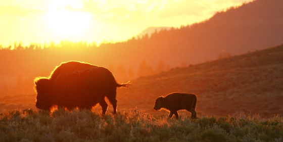 Yellowstone