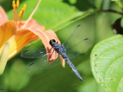 Libellule bleue / Hemerocalle