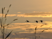 Everglades Nat Park