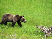 Shoshone National Forest
