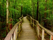 Congaree National Park