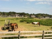 Ocracoke Ponies and Pen