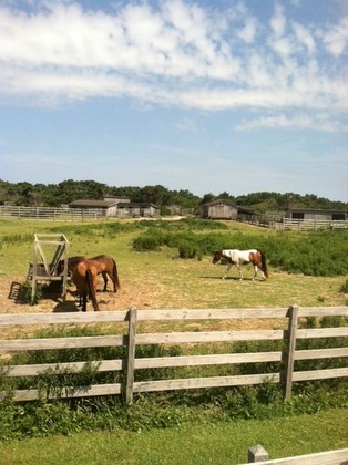Ocracoke Ponies and Pen