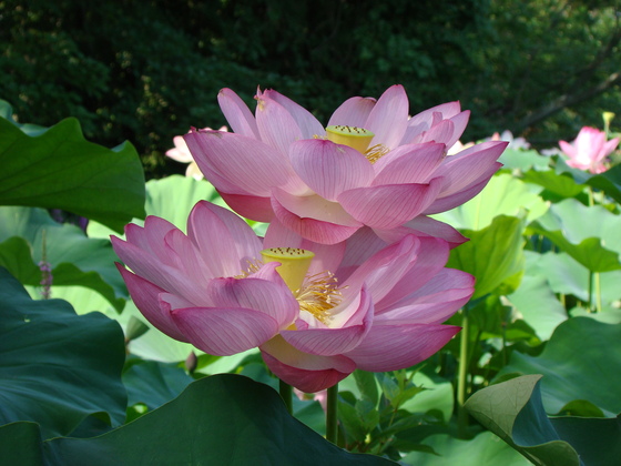 Kenilworth Park and Aquatic Gardens