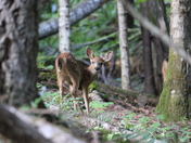 Olympic National Park