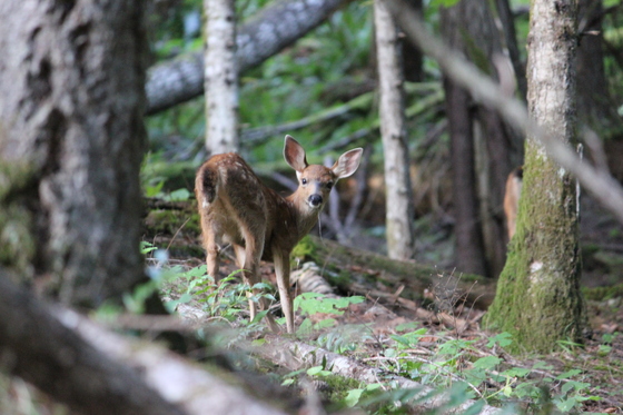 Olympic National Park
