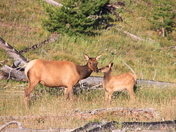 Yellowstone National Park