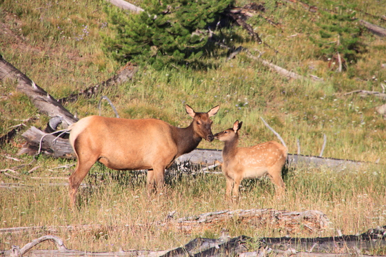 Yellowstone National Park