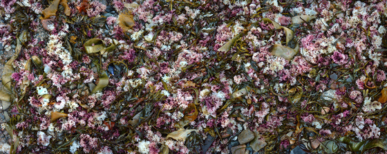 Acadia National Park